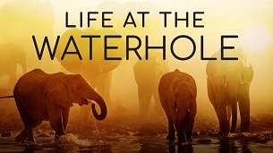 Life at the Waterhole (2021)